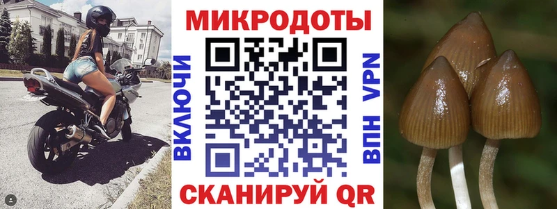 Купить где  Новая Ладога  Галлюциногенные грибы Cubensis 