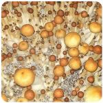 Псилоцибиновые (галлюциногенные)  грибы Psilocybin "Golden Teacher" в Новой Ладоге