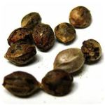 Семена марихуаны АК-47  (Seeds AK-47) в Новой Ладоге